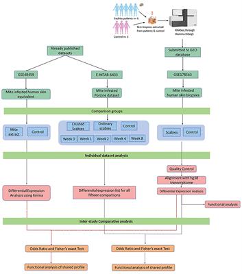 Transcriptome Analysis of Host Inflammatory Responses to the Ectoparasitic Mite Sarcoptes scabiei var. hominis